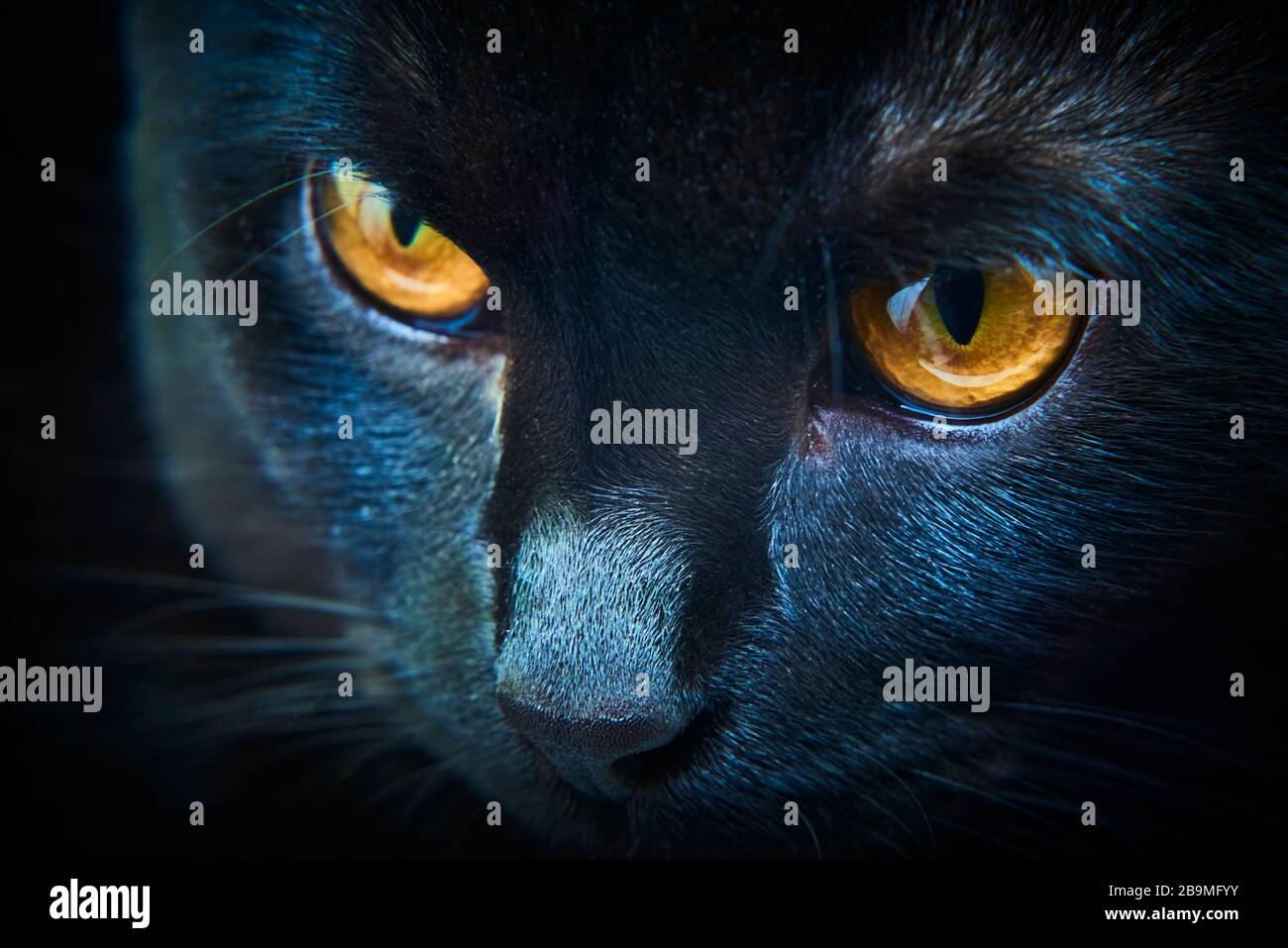 Gros Plan De Chat Noir En Colere A La Recherche De Proies Yeux Jaunes Photo Stock Alamy Gros Plan De Chat Noir En Colere A La Recherche De Proies Yeux Jaunes Photo Stock Alamy