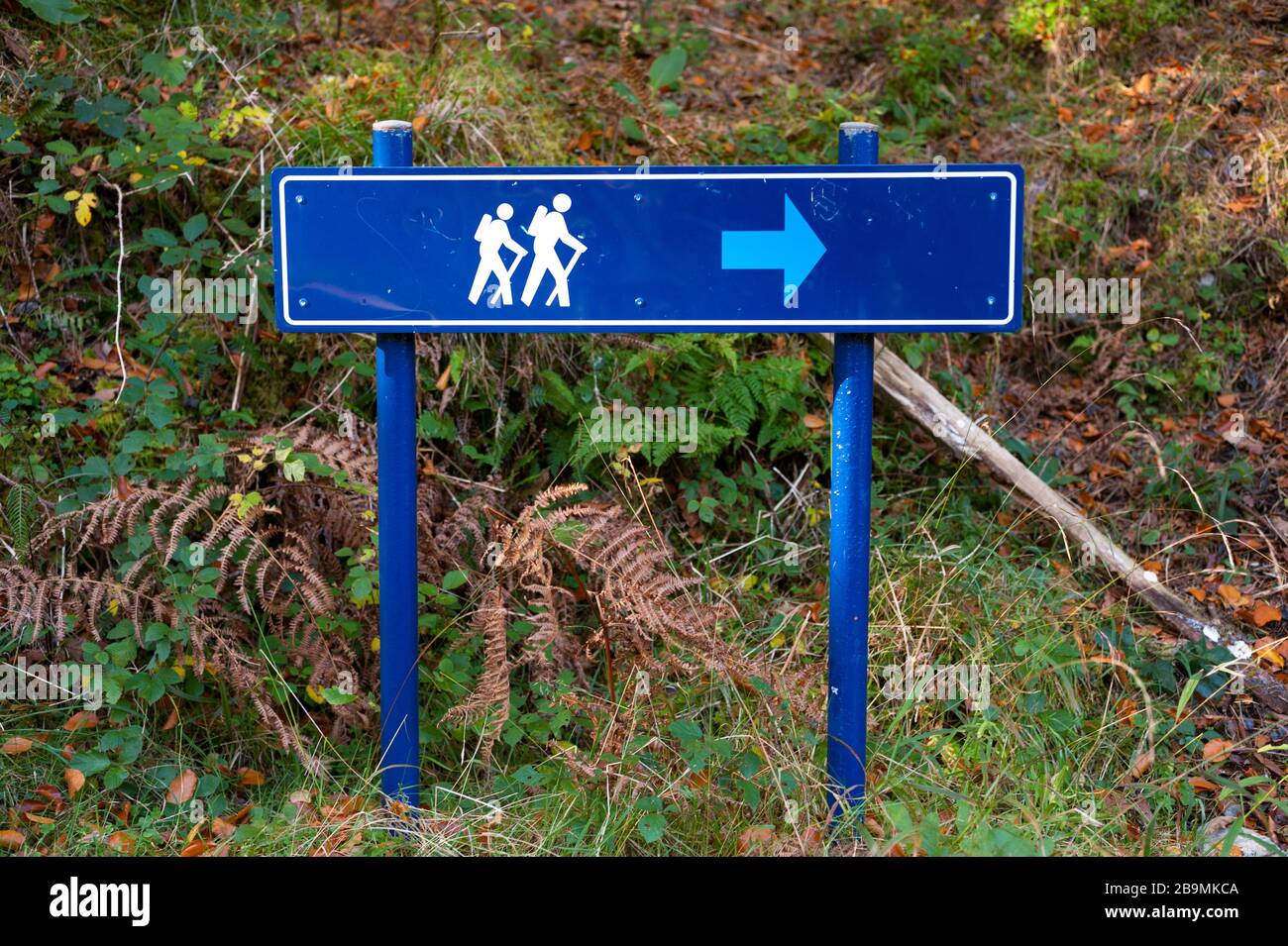 Panneau indiquant la direction du sentier de randonnée dans une forêt Banque D'Images