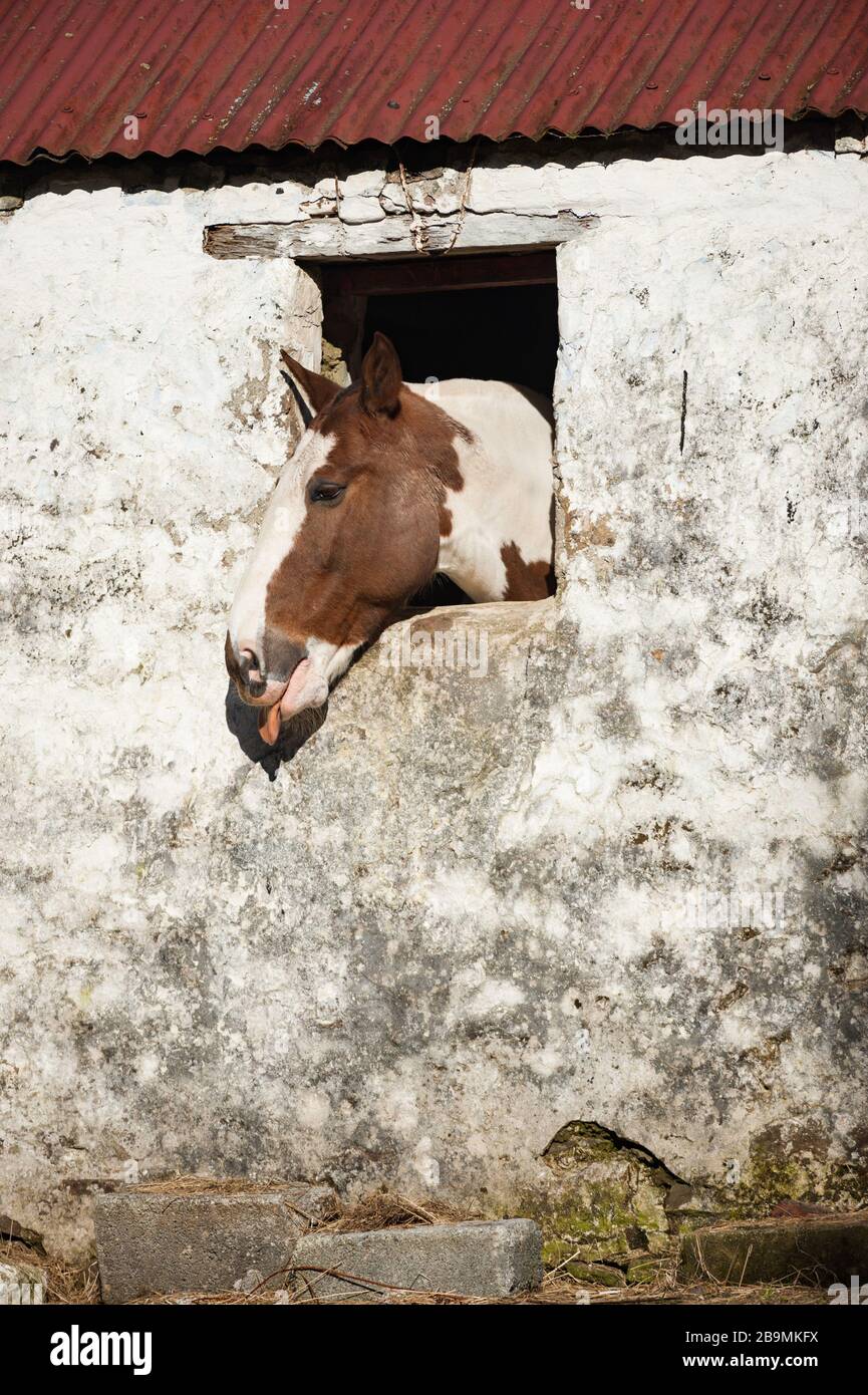 Cheval regardant une fenêtre et en sortant sa langue dans le comté rural Kerry, Irlande Banque D'Images