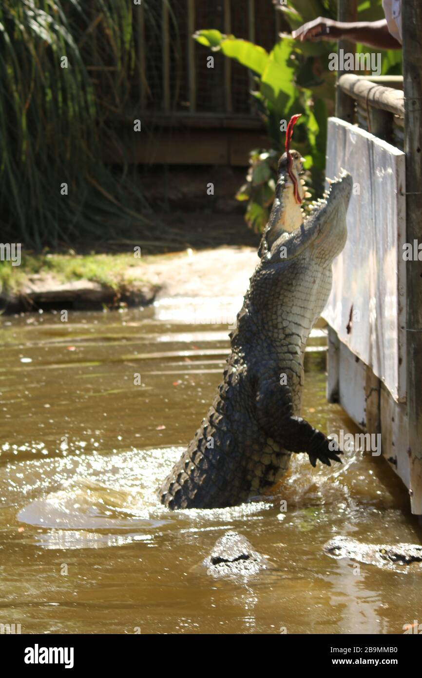 Crocodile jumping Banque de photographies et d’images à haute ...