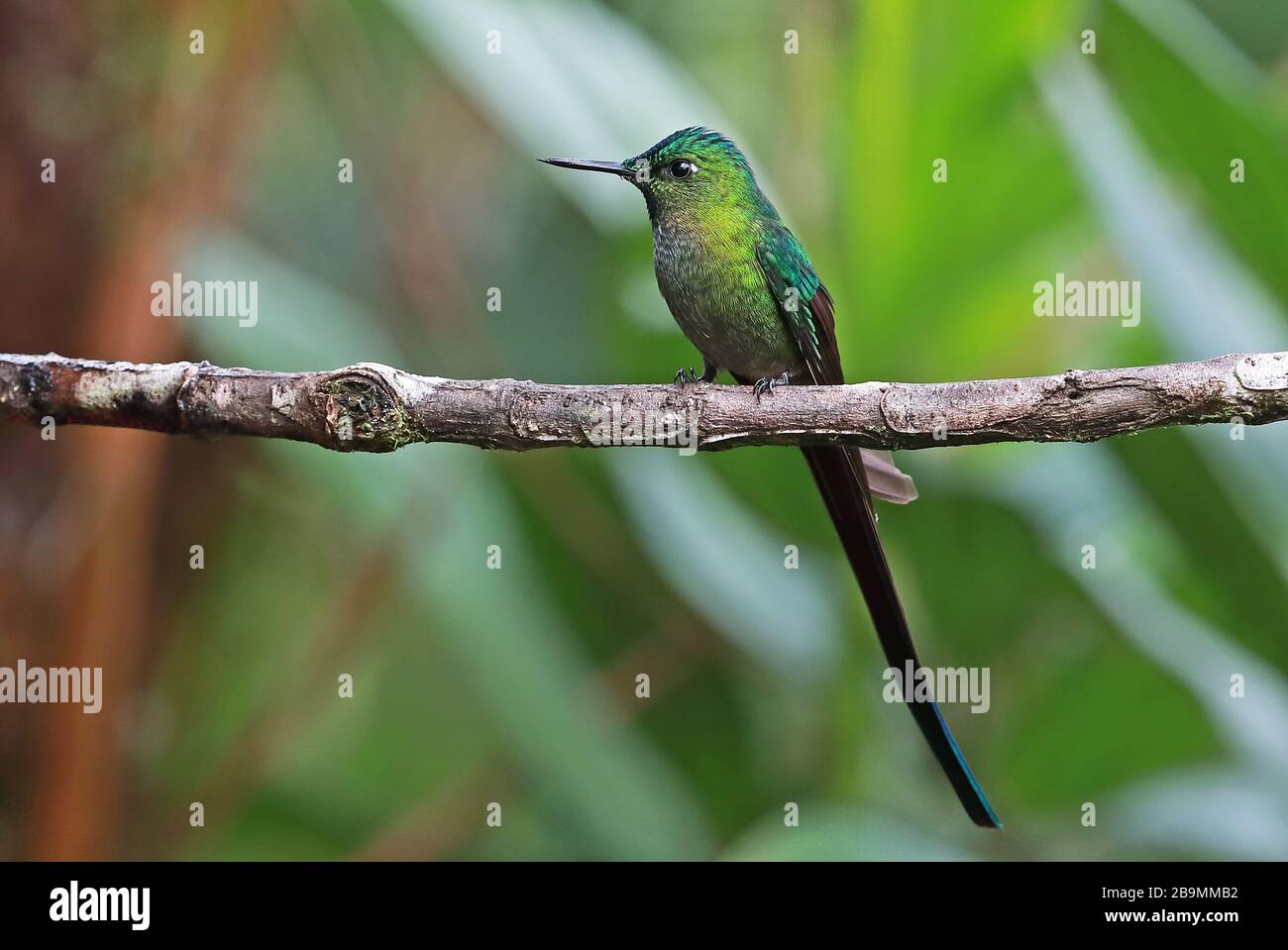 Sylph à queue longue (Aglaiocercus kingii mocoa) mâle adulte perché sur la branche Fundo Alto Nieva, Pérou Février Banque D'Images