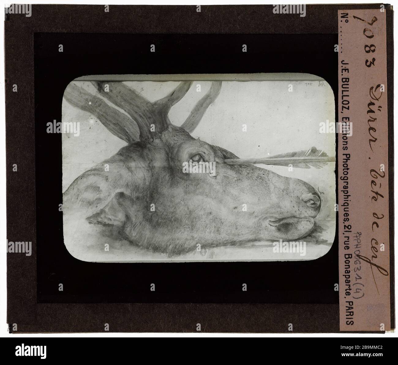Imprime. Dürer, tête de cerf Estampes. Albrecht Dürer (1471-1528) 'tête de cerf'. Plaque de projection. Photographie de Jacques-Ernest Bulloz (1858-1942), 1900-1930. Musée des Beaux-Arts de la Ville de Paris, petit Palais. Banque D'Images