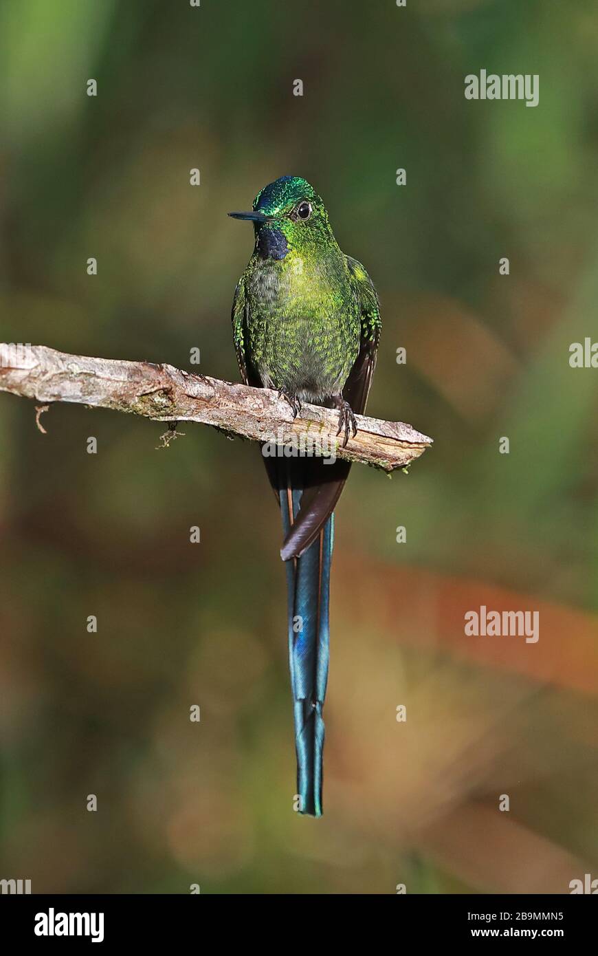 Sylph à queue longue (Aglaiocercus kingii mocoa) mâle adulte perché sur la branche Fundo Alto Nieva, Pérou Février Banque D'Images