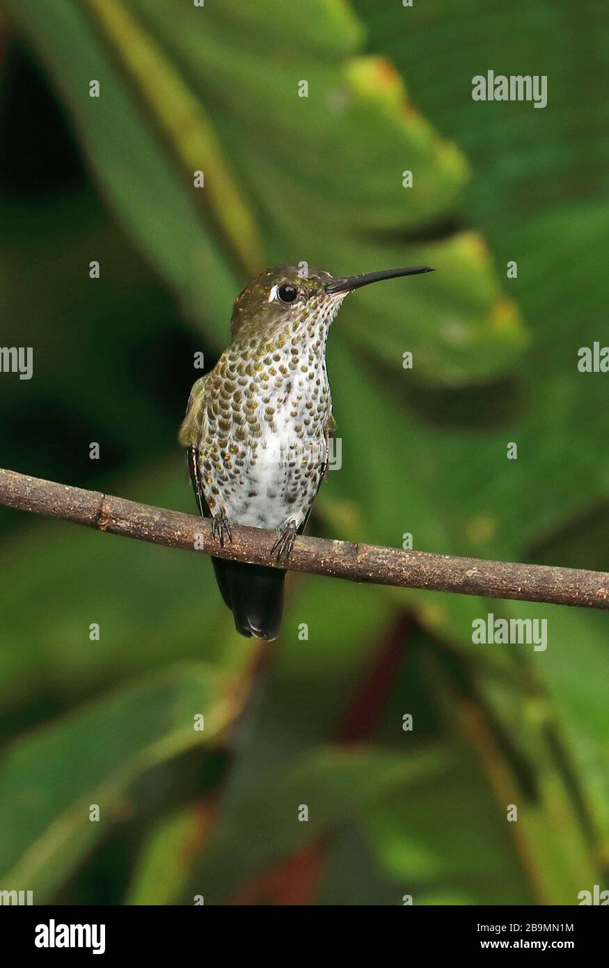 Hummingbird à pois (Taphrospilus hypostictus) adulte perché sur le Twig Fundo Alto Nieva, Pérou Février Banque D'Images