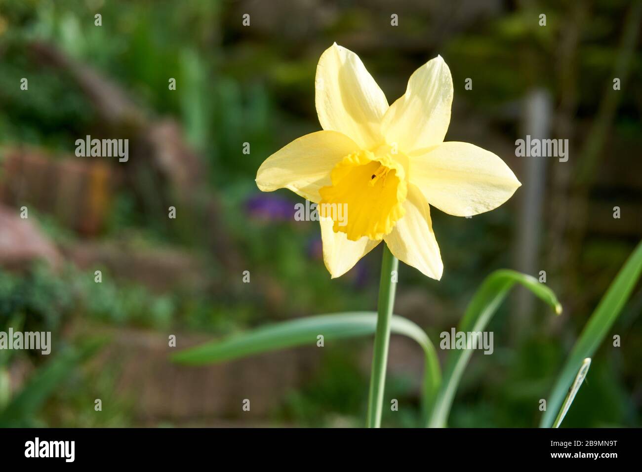Gros plan de la fleur de Poet Daffodil Narcisse poeticus. Mythologie des  narcisses jaunes dans un jardin de printemps Photo Stock - Alamy