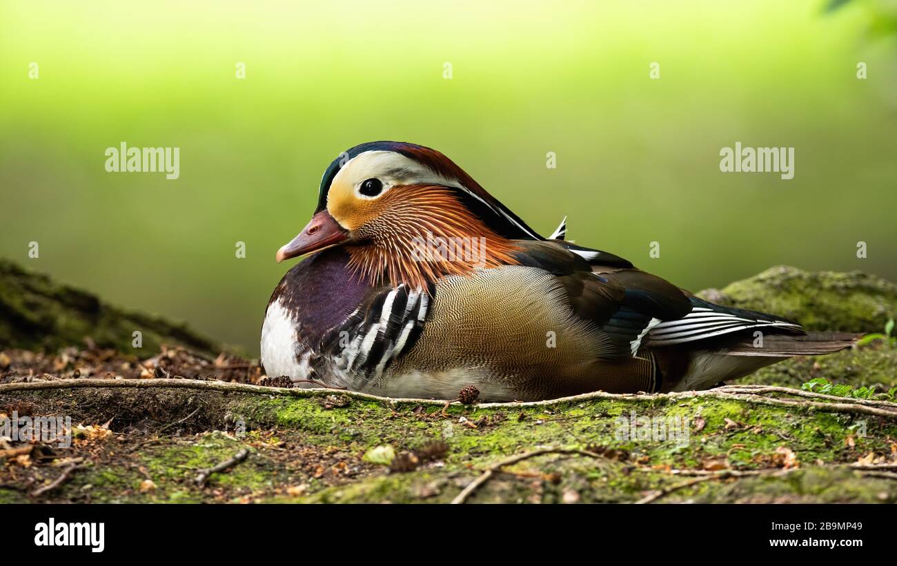 Élégant canard mandarin masculin assis sur le sol en été à partir de la vue de bas angle Banque D'Images