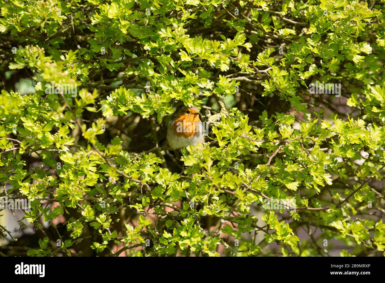 Un robin, erithacus rubecula, dans un buisson d'aubépine en mars. North Dorset Angleterre Royaume-Uni GB Banque D'Images