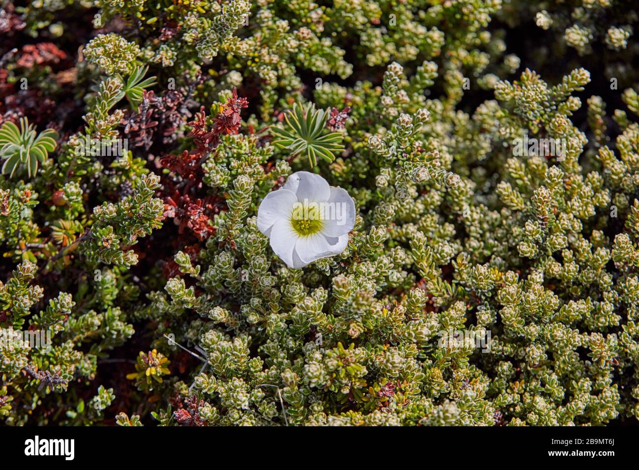 Oxalis Enneaphylla, herbe scuvy, sorelle à l'herbe scuvy, îles Falkland, Malouines, îles Falkland Banque D'Images