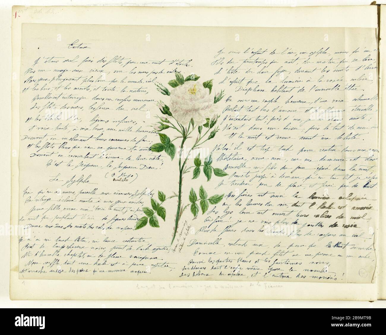 Rose (p. 1 de l'album). Jean-Baptiste Carpeaux (1827-1875). Rose (p. 1 de l'album). Dessert, entrée 1870 et 1875. Musée des Beaux-Arts de la Ville de Paris, petit Palais. Banque D'Images