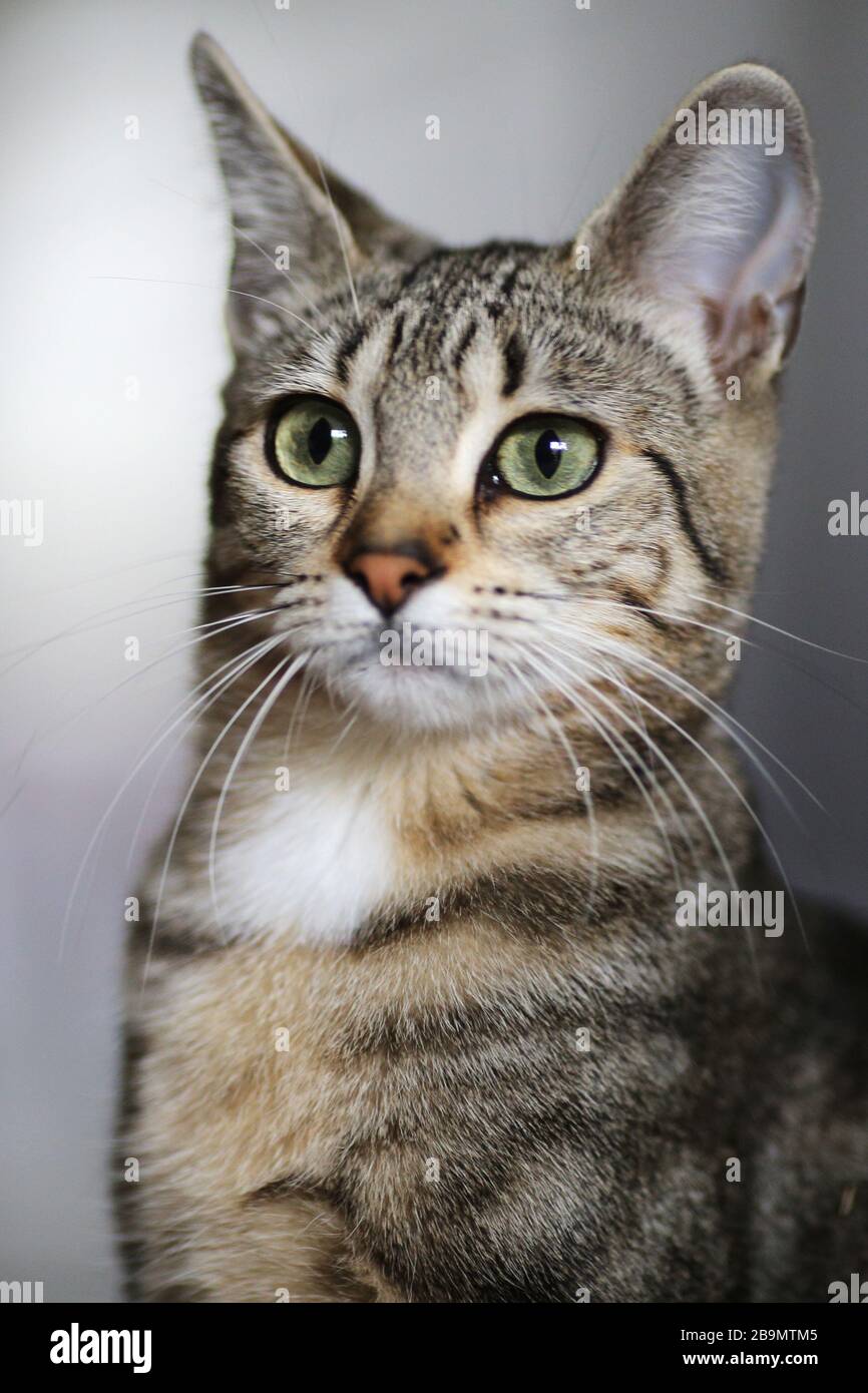 Portrait d'un chat surpris Banque D'Images