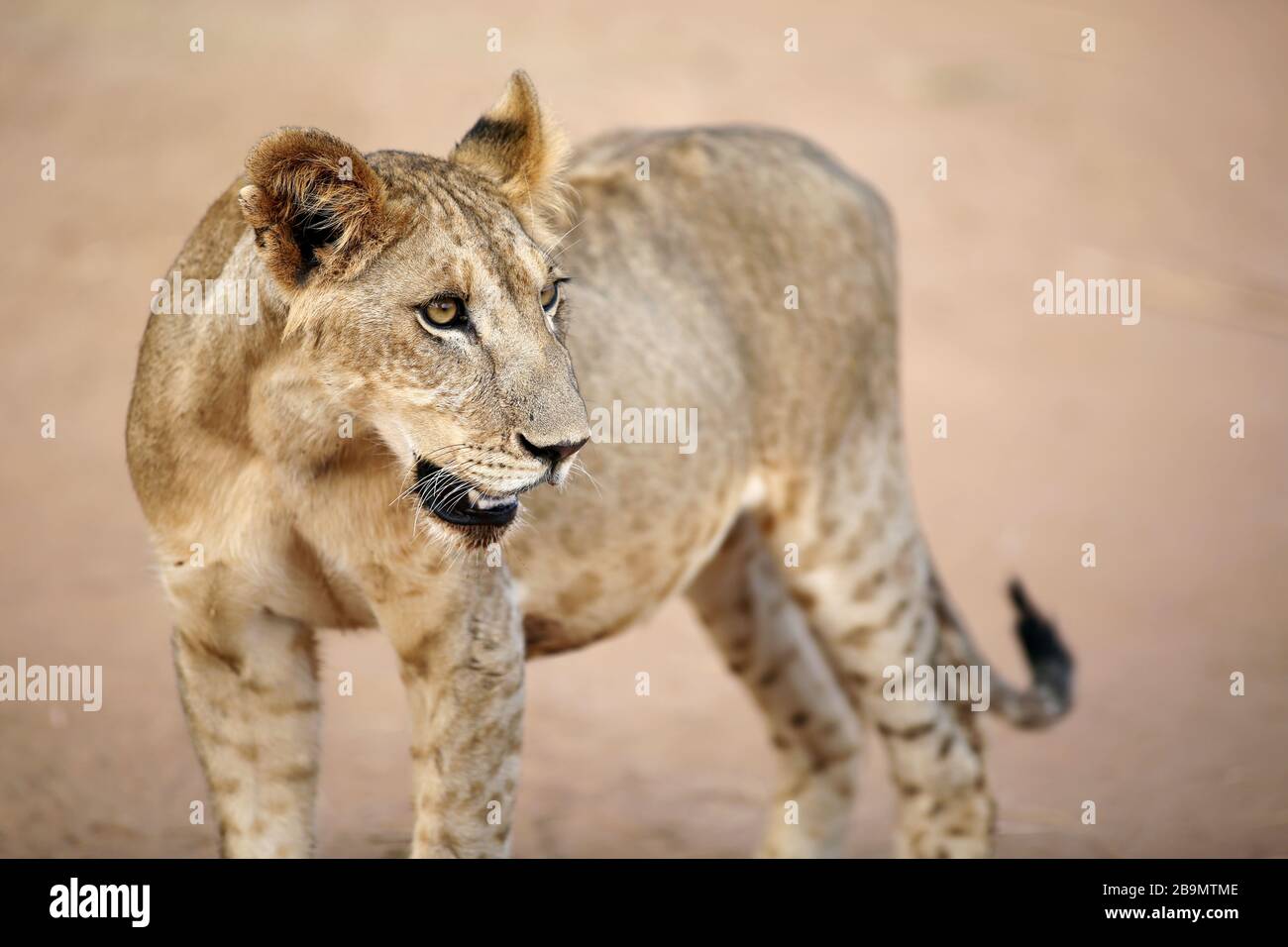 Un jeune lion assoiffé près de la rive de la rivière dans la réserve nationale de Samburu, au Kenya. Banque D'Images