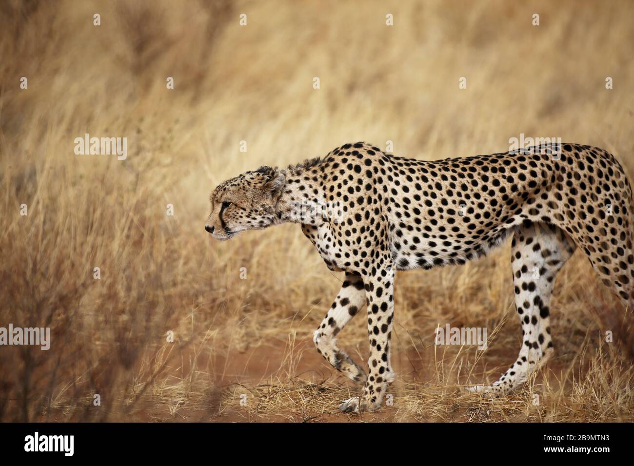Un guépard à la recherche de proies dans la réserve nationale de Samburu, Kenya. Banque D'Images