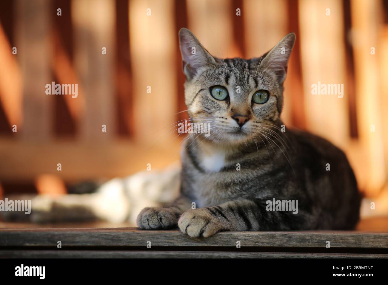 Portrait d'un chat féminin assis sur un banc à l'extérieur Banque D'Images