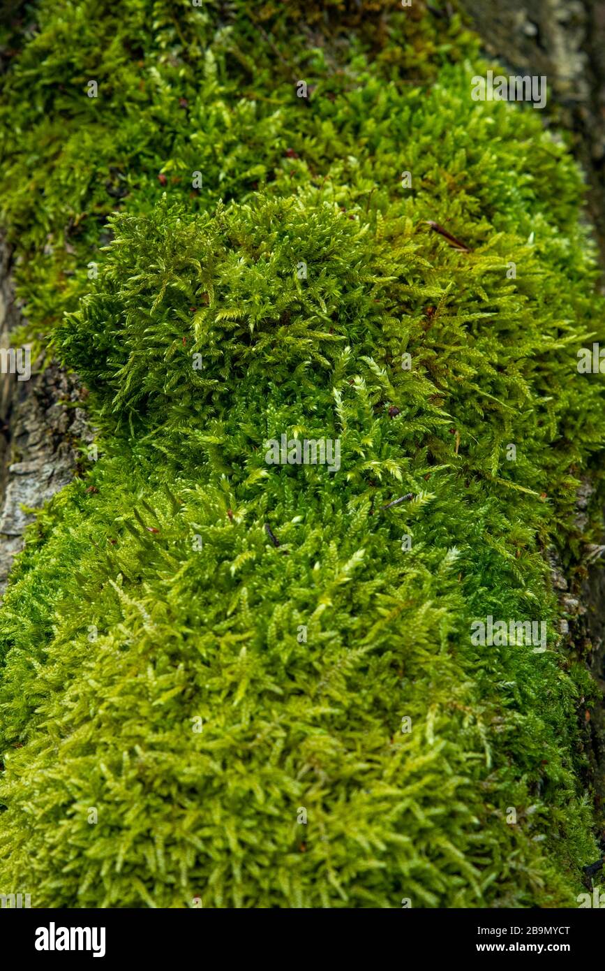 Mousse fraîche et verte sur un tronc d'arbre, faible profondeur de champ, foyer sélectif Banque D'Images