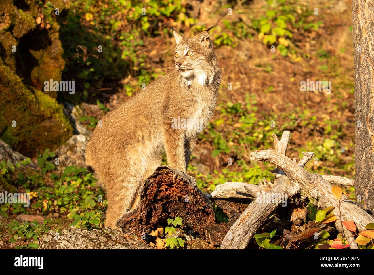 Lynx canadien regardant autour de Triple D au Montana Banque D'Images