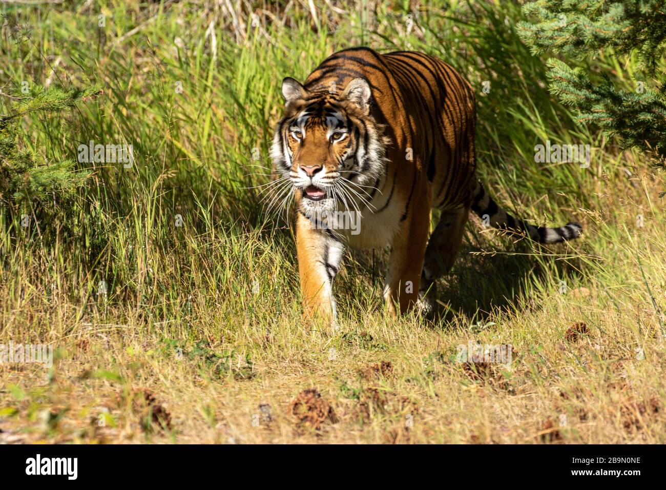 Tigre sibérien proie à Triple D au Montana Banque D'Images