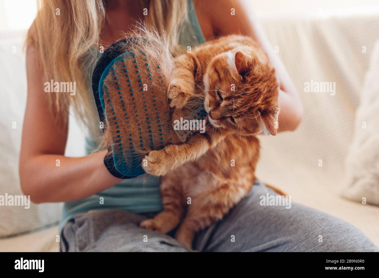 Brosser le chat avec un gant pour enlever les poils d'animaux de compagnie. Femme prenant soin de l'animal le combater avec gants en caoutchouc à la main à la maison Banque D'Images