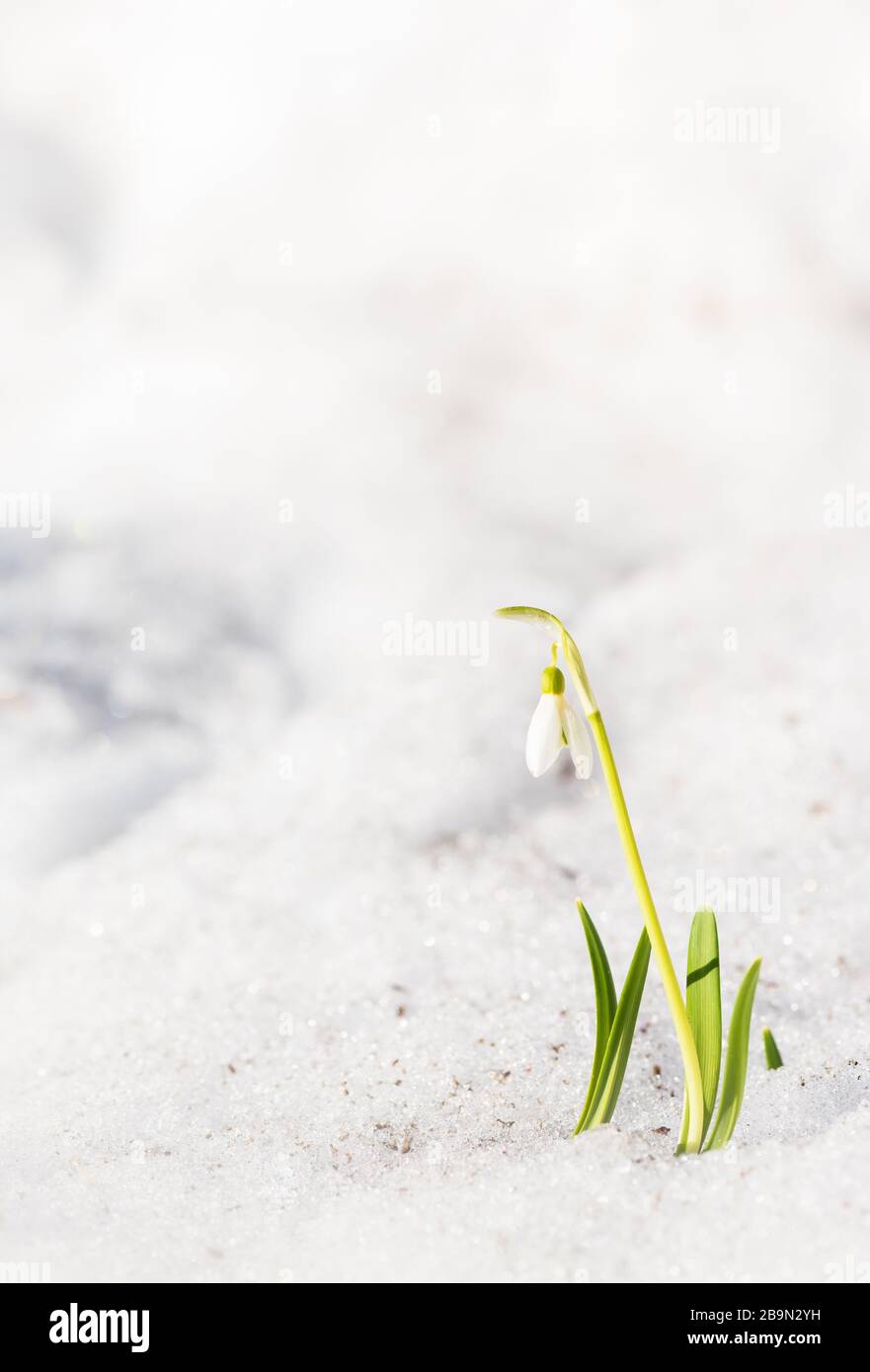 Fleur de neige qui pousse hors de la neige, au début du printemps dans le jardin Banque D'Images