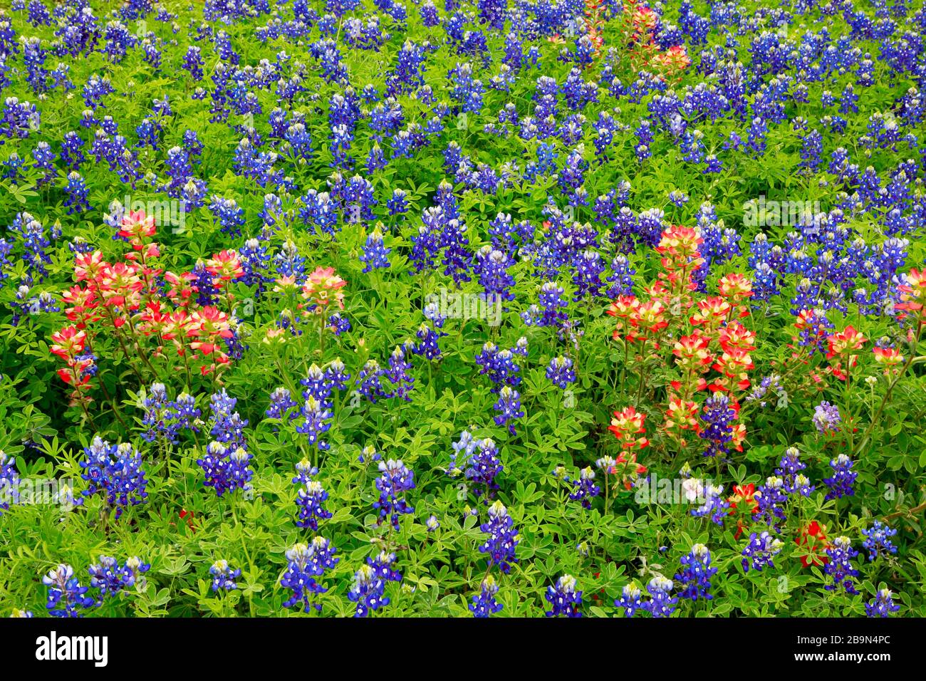 Contexte, Texas, sauvage, fleurs, route, bluebonnet, printemps, bleu, rouge, nature, clôture, wrower, vert, lupinus, pittoresque, arbre, Texas état fleur, I Banque D'Images