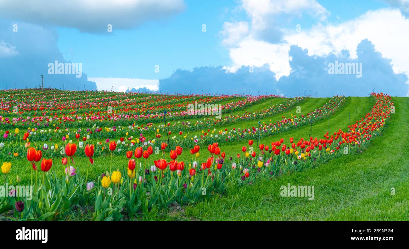 Tulipes dans le jardin Banque D'Images