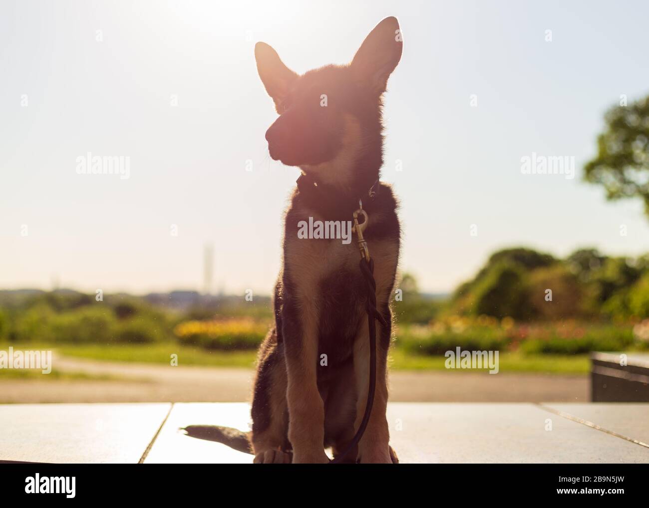 Le jeune chiot berger allemand regarde à distance tout en étant assis dans un champ de tulipes au lever du soleil Banque D'Images
