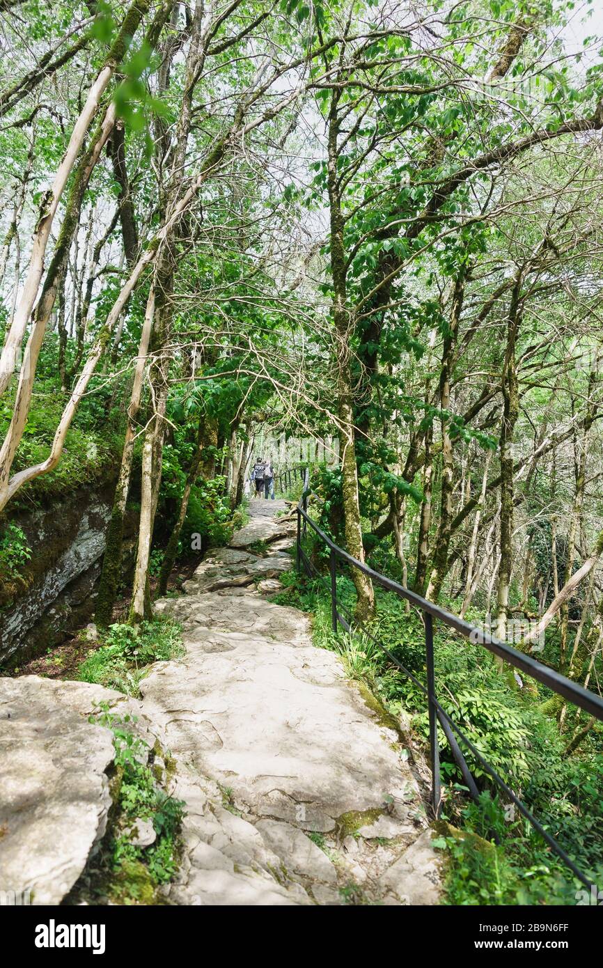 Enfermé par des chemins de fer, chemin de marche de la santé de chemin dans le bocage de yew-boxwood du district de Khosta. Sotchi, Russie Banque D'Images