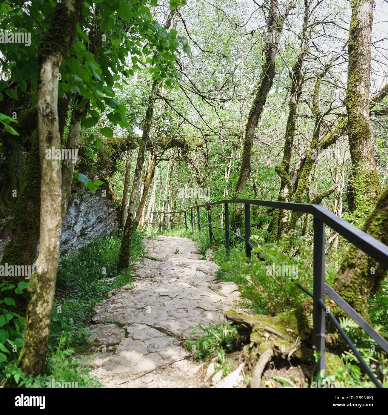Clôturé pour la sécurité chemin de rampe santé route de randonnée dans le quartier de Yew-boxwood grove Khosta. Sotchi, Russie Banque D'Images