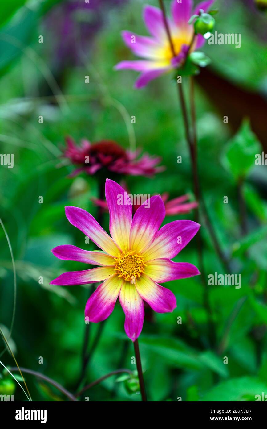 Dahlia yeux brillants, fleurs jaunes roses violettes, dahlias, fleurs, fleurs, fleurs, fleurs DG Banque D'Images