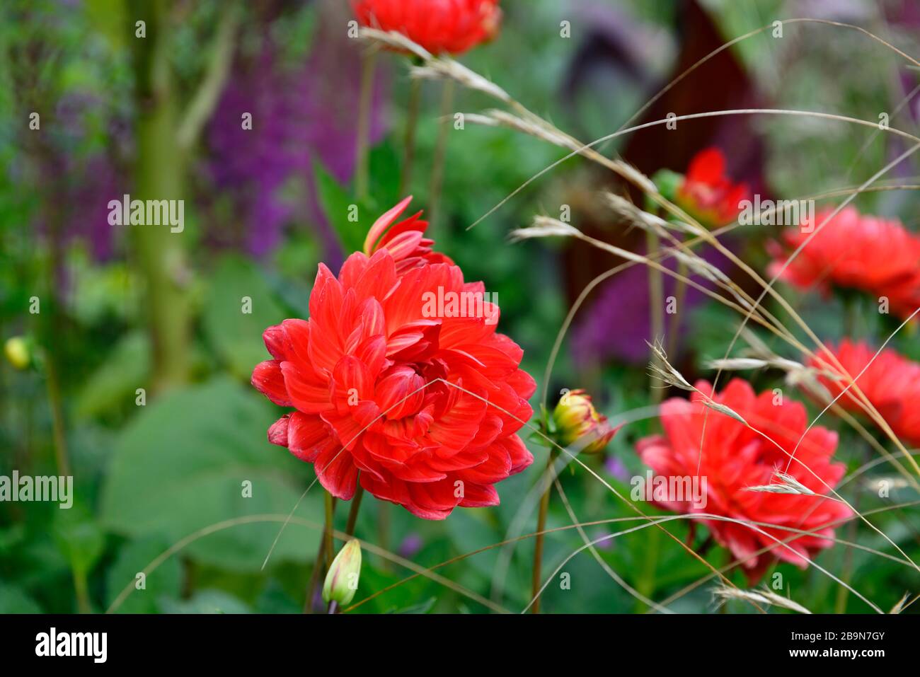 dahlia taratahi rubis dahlia à fleurs d'eau,dahlia à fleurs d'eau,fleurs rouges magenta,fleurs,fleurs,fleurs,fleurs,fleurs,fleurs,fleurs,RM Floral Banque D'Images