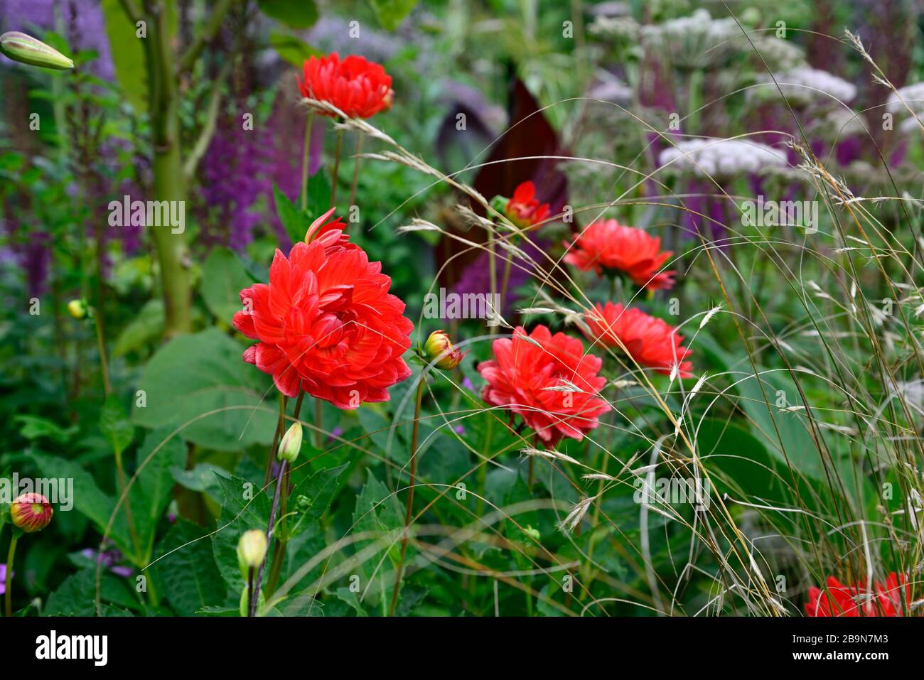 dahlia taratahi rubis ,dahlia à fleurs d'eau,dahlia à fleurs d'eau,fleurs rouges magenta,fleurs,fleurs,fleurs,fleurs,fleurs,fleurs,fleurs,fleurs,RM Floral Banque D'Images