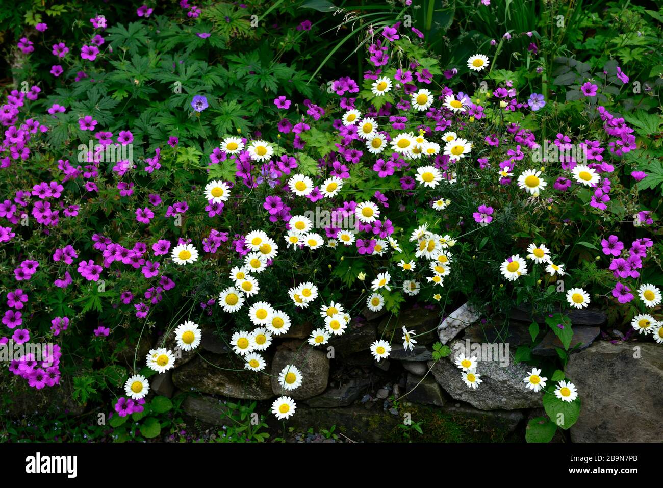 Géraniums Anne Thomson, Géanium procurrens x Géanium psilostemon, fleurs violettes magenta, fleurs blanches en Marguerite, schéma de plantation mixte, floraison, perenni Banque D'Images