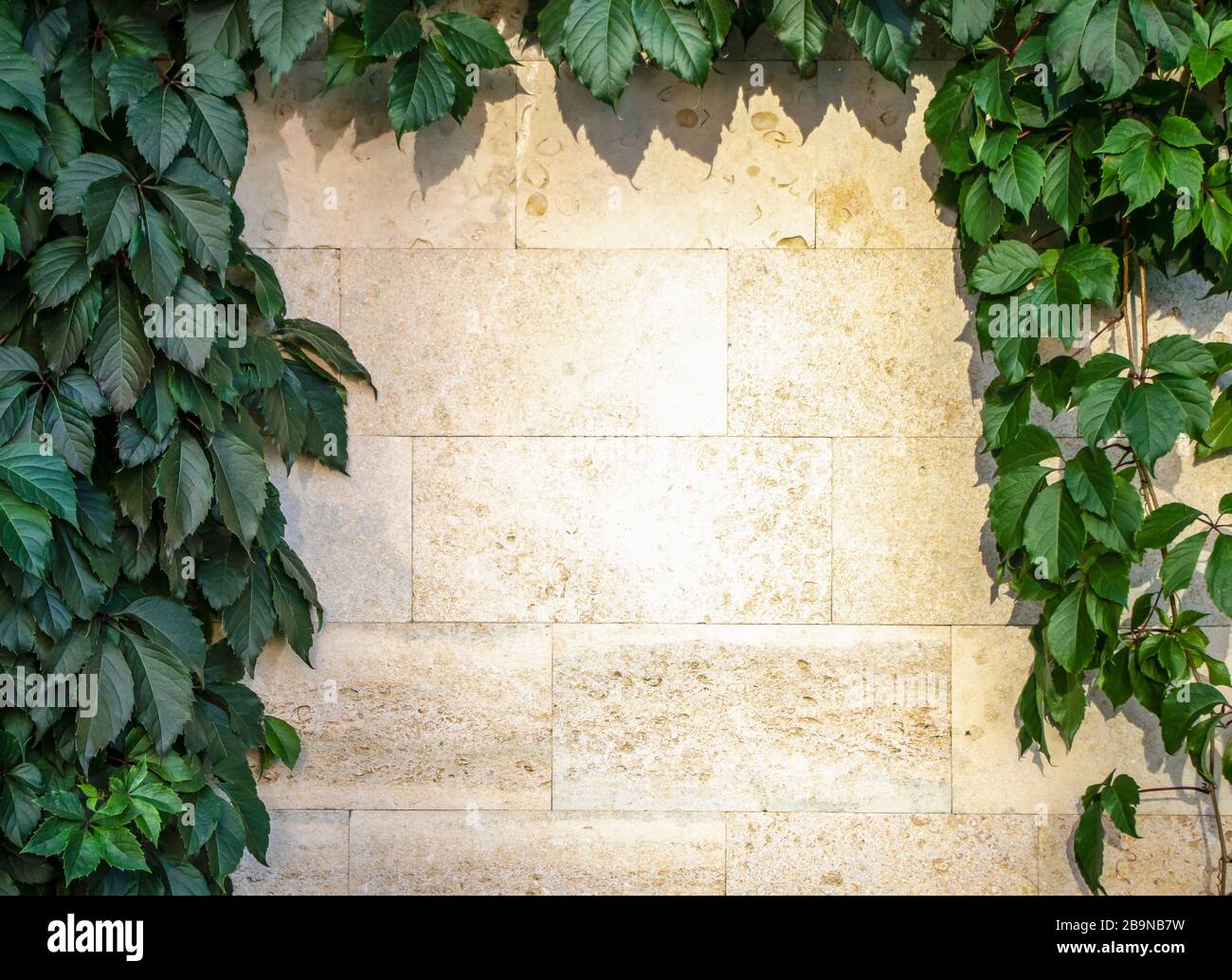 un mur de briques couvertes de lierre dans une lumière chaude du soir. Banque D'Images