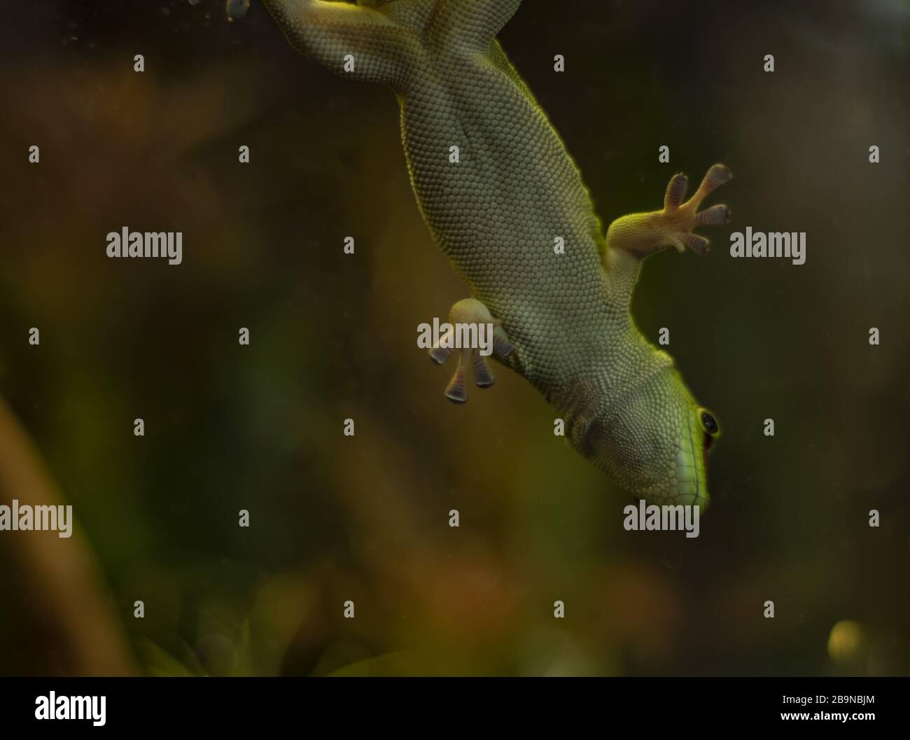 Gecko de Madagascar sur le verre dans un terrarium penchant à l'envers. Banque D'Images