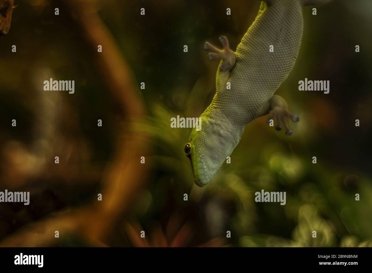 Gecko de Madagascar sur le verre dans un terrarium penchant à l'envers. Banque D'Images