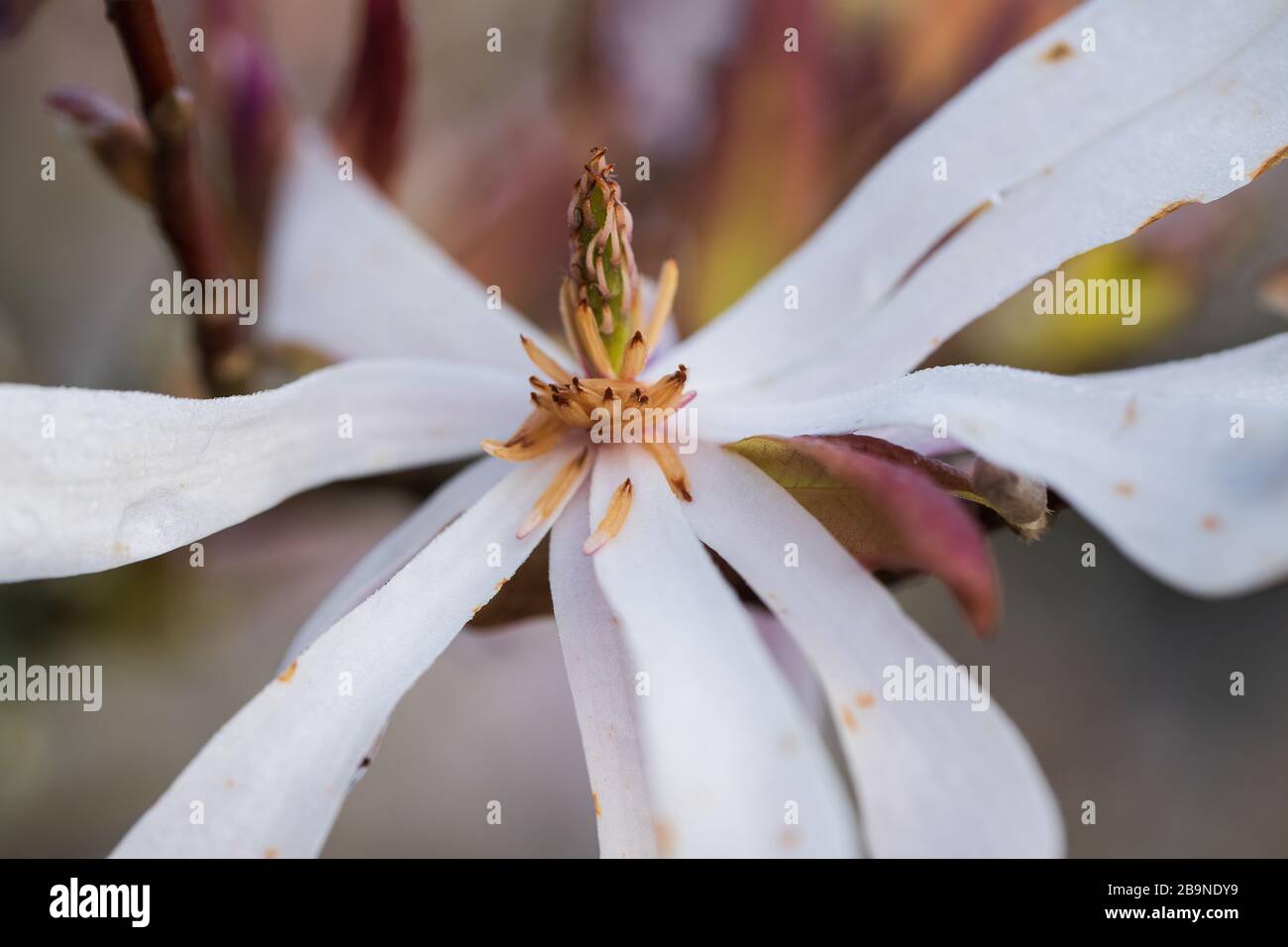 Image rapprochée d'une fleur de Magnolia sauvage. Banque D'Images