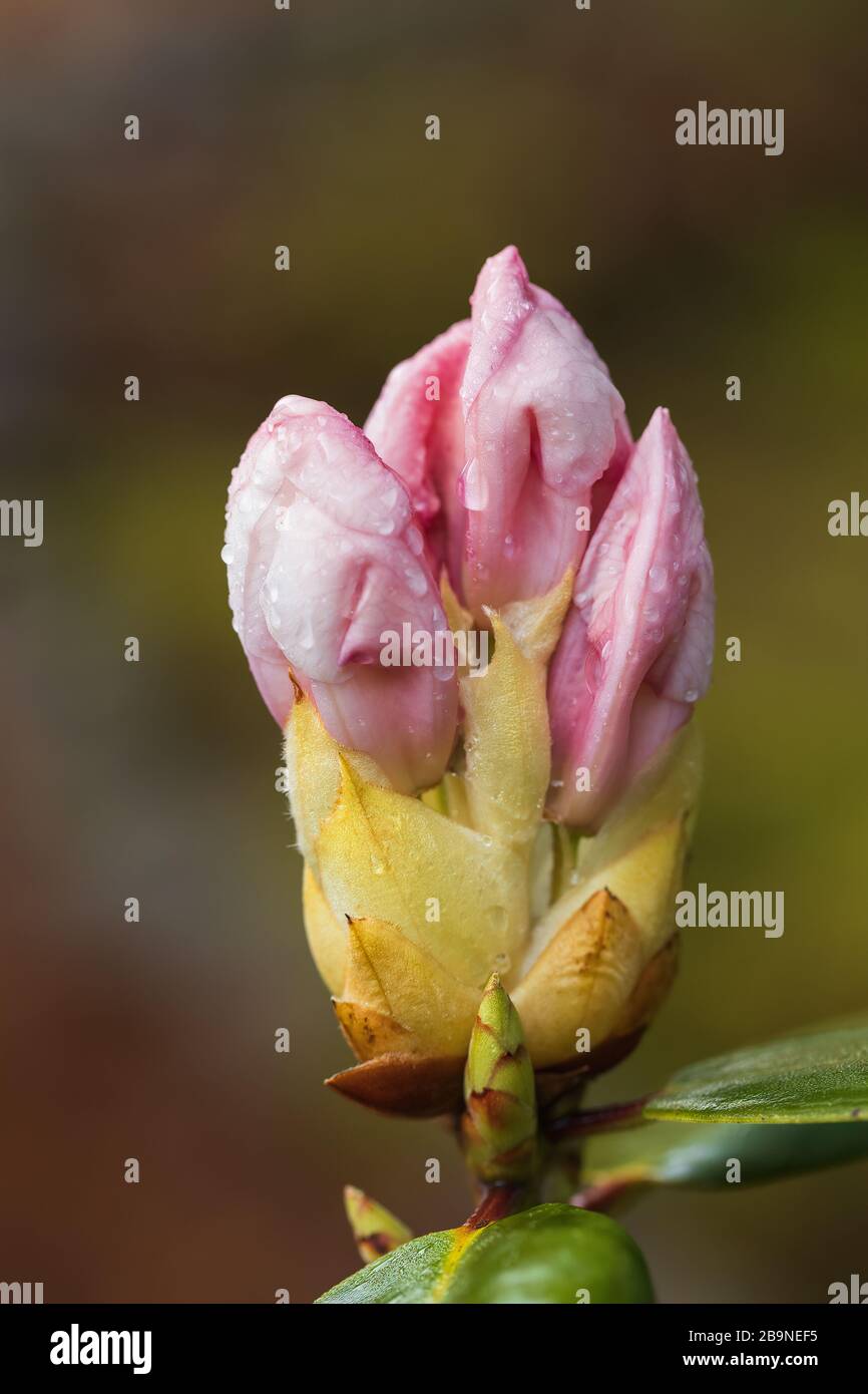 Image rapprochée d'un groupe de bourgeons Rhododendron prêts à s'ouvrir. Banque D'Images