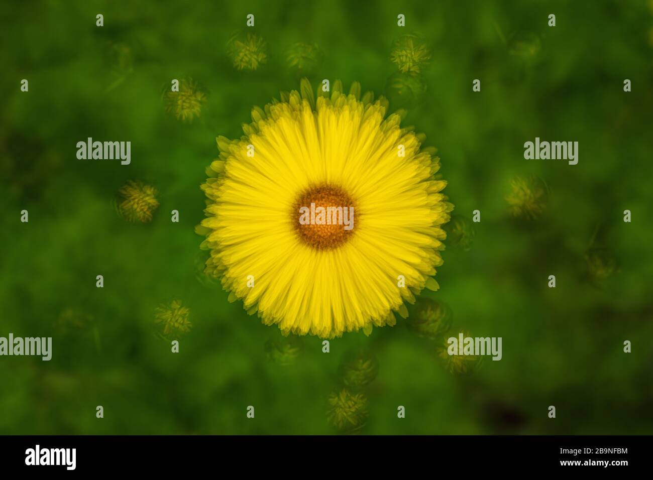 Image d'exposition multiple d'une fleur de Bane de Leorpard. Banque D'Images