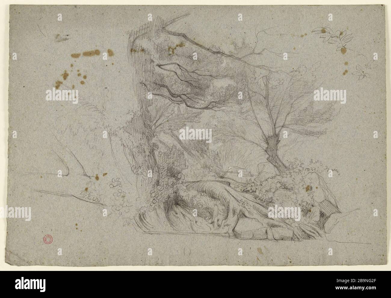 Paysage (arbres) Jean-Achille Benouville (dit Achille Benouville) (1815-1891). Sauge payée (mandrins). Fusain sur papier gris-bleu. Musée des Beaux-Arts de la Ville de Paris, petit Palais. Banque D'Images