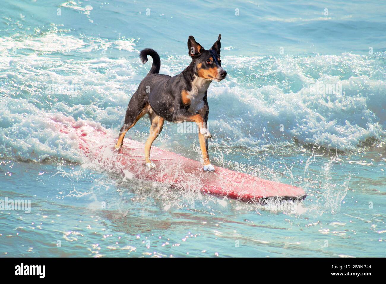 surf des chiens sur un planche de surf Banque D'Images