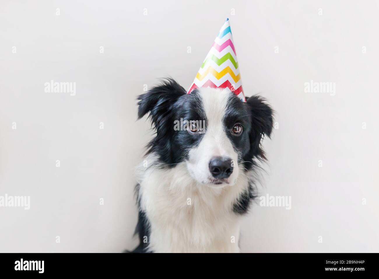 Anniversaire De Chien Banque D Image Et Photos Alamy