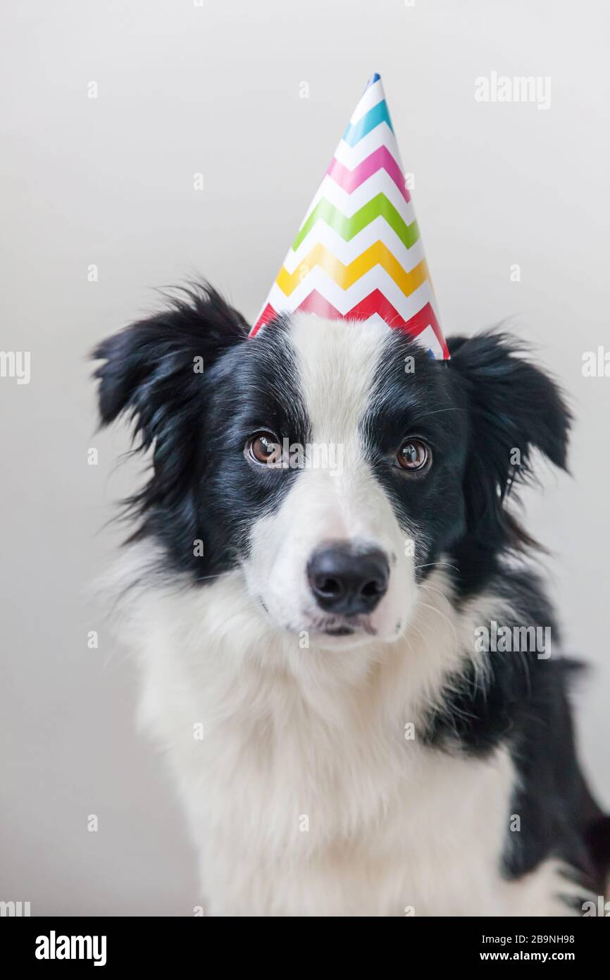 Portrait Drole De Mignonne Bouee Chiot Bordure De Chien Collie Portant Anniversaire Solly Chapeau Regardant L Appareil Photo Isole Sur Fond Blanc Joyeux Anniversaire Animaux De Compagnie Droles Vie Photo Stock Alamy Portrait Drole De Mignonne Bouee Chiot Bordure De Chien Collie Portant Anniversaire Solly Chapeau Regardant L Appareil Photo Isole Sur Fond Blanc Joyeux Anniversaire Animaux De Compagnie Droles Vie Photo Stock Alamy
