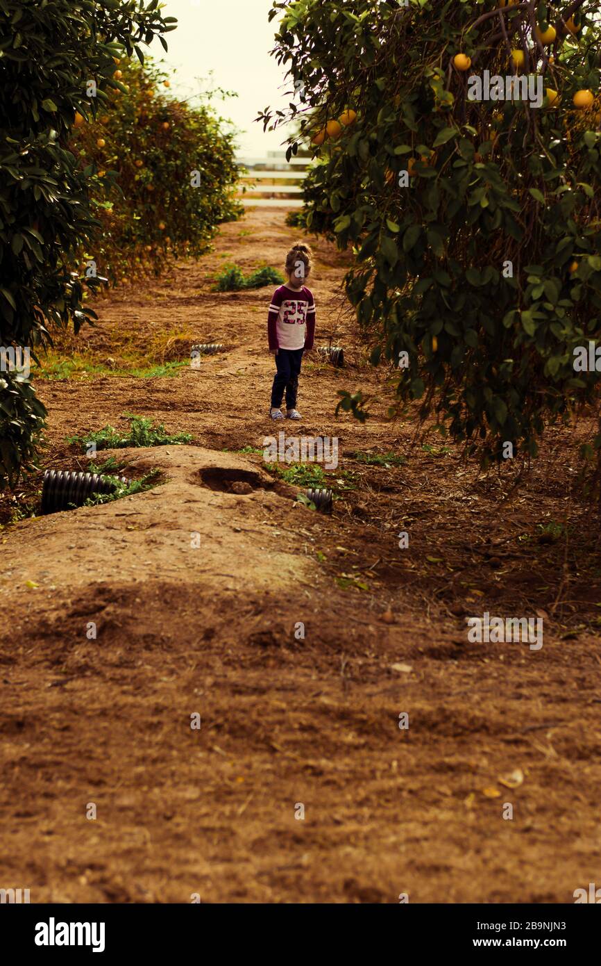 petite fille dans citrus grove Banque D'Images