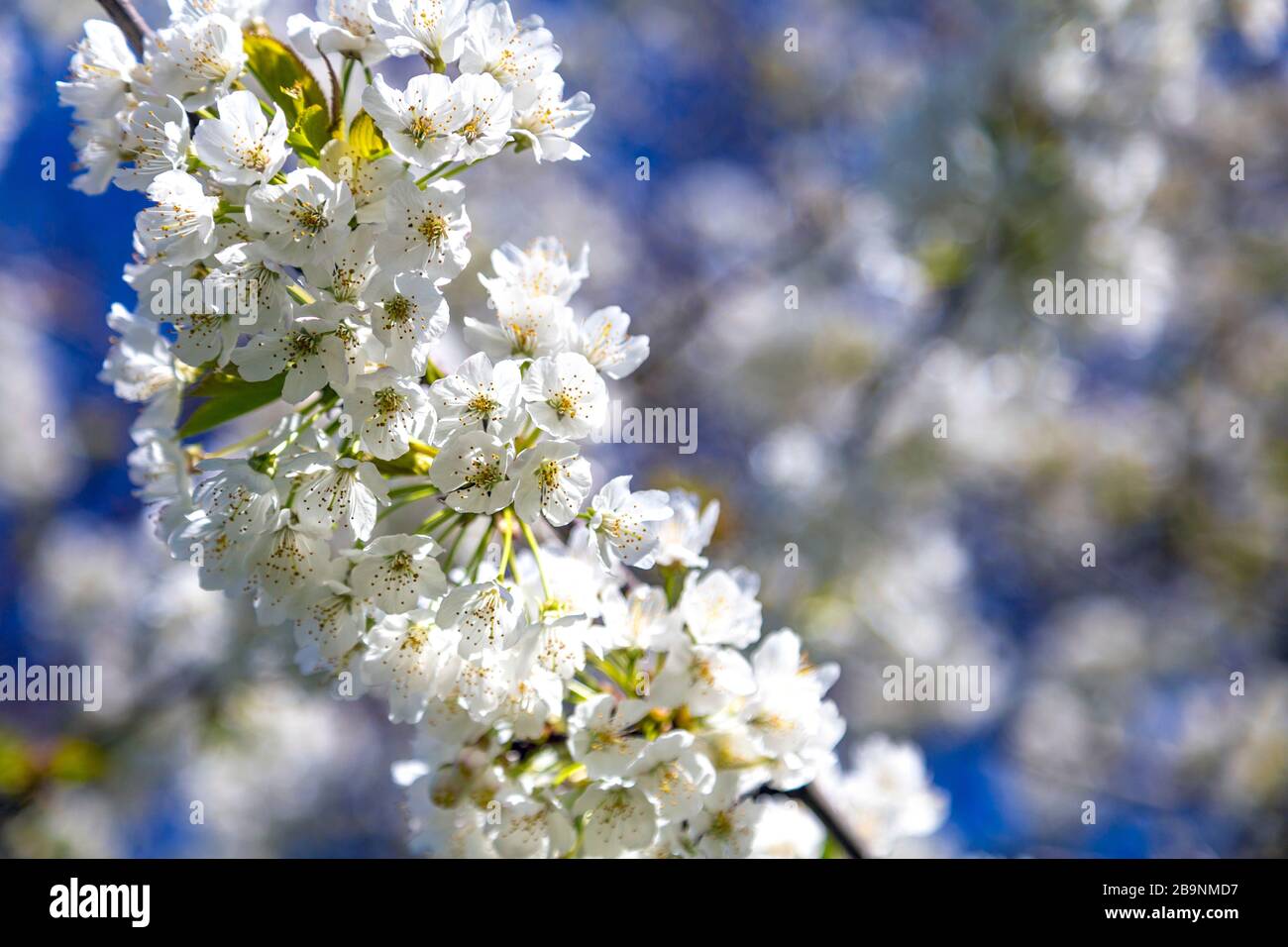 22 mars 2020 - Londres, Royaume-Uni, le printemps arrive à Londres alors que le Royaume-Uni s'arrête en raison de la pandémie de coronavirus, les fleurs blanches sur un arbre Banque D'Images