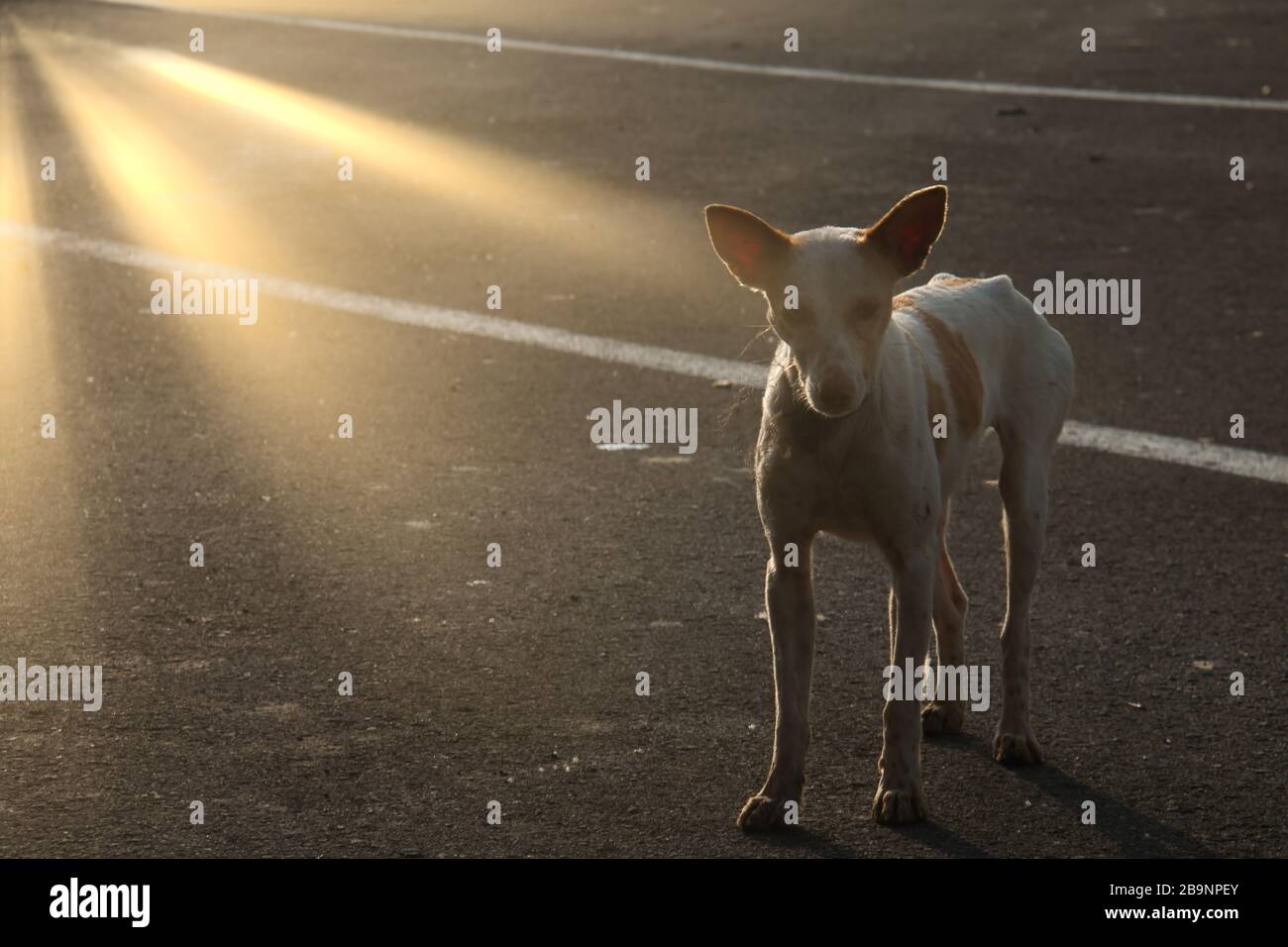 un adorable chien errant éclairé par les rayons du soleil Banque D'Images