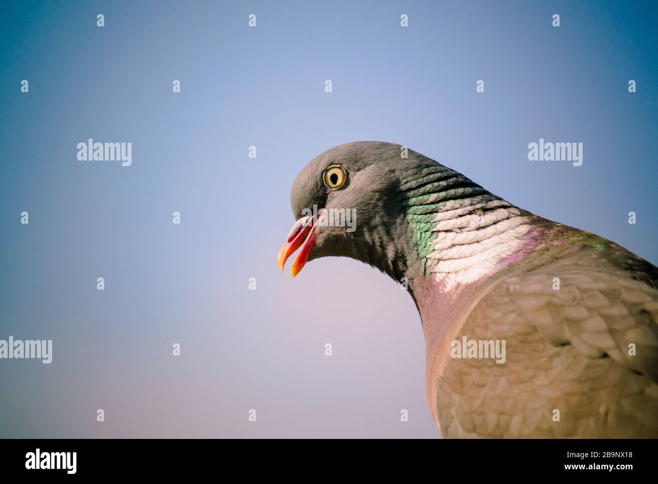 Gros plan de pigeon en bois commun (Columba palumbus), en profil, avec fond bleu ciel le jour ensoleillé. Bec légèrement ouvert. Banque D'Images