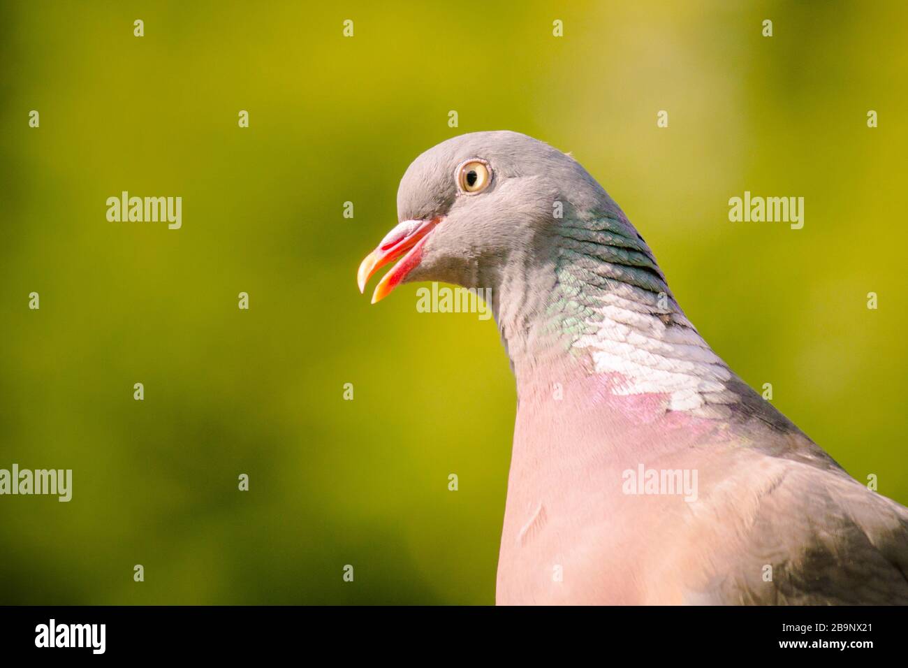 Pigeon en bois commun (Columba palumbus), en profil, beak ouvert, fond vert. Tour de cou blanc distinctif, sein rose et plumes vertes irisées. Banque D'Images