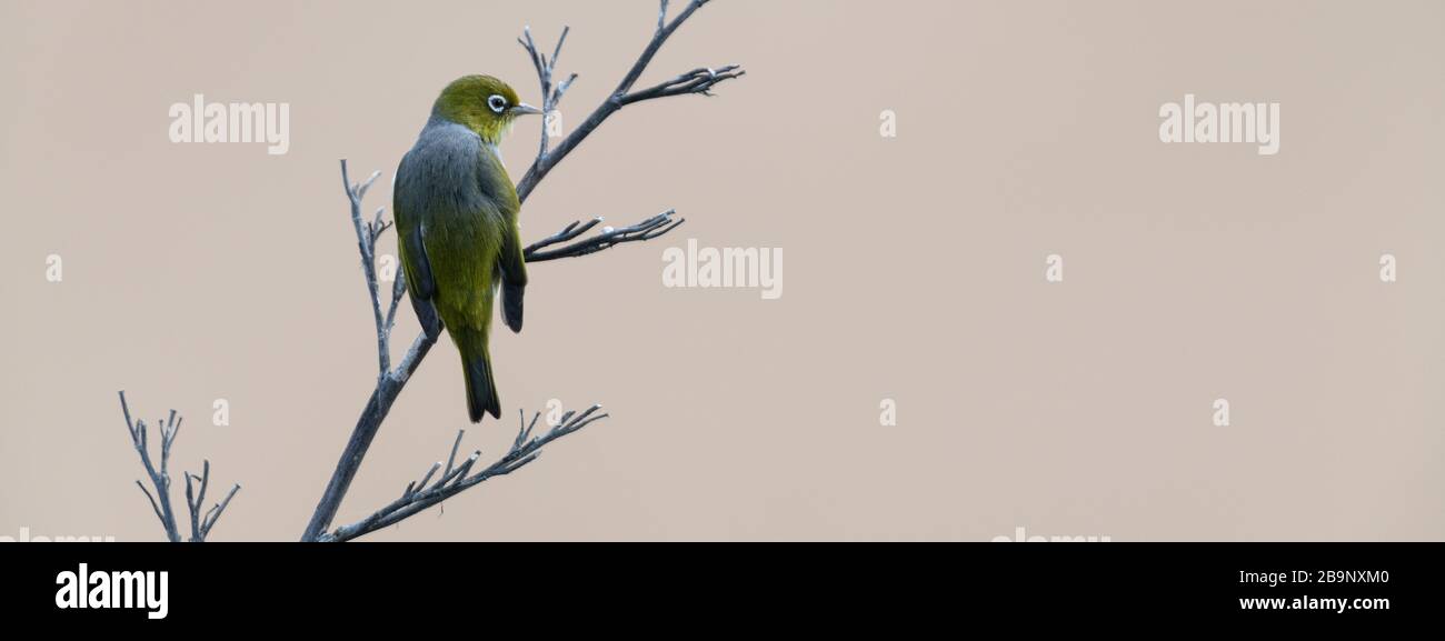 Silvereye sur une branche sèche à la plage de Bushy en Nouvelle-Zélande. Bushy Beach Scenic Reserve est la dernière réserve restante dans la région, dominée par hebe, ngaio, mahoe Banque D'Images