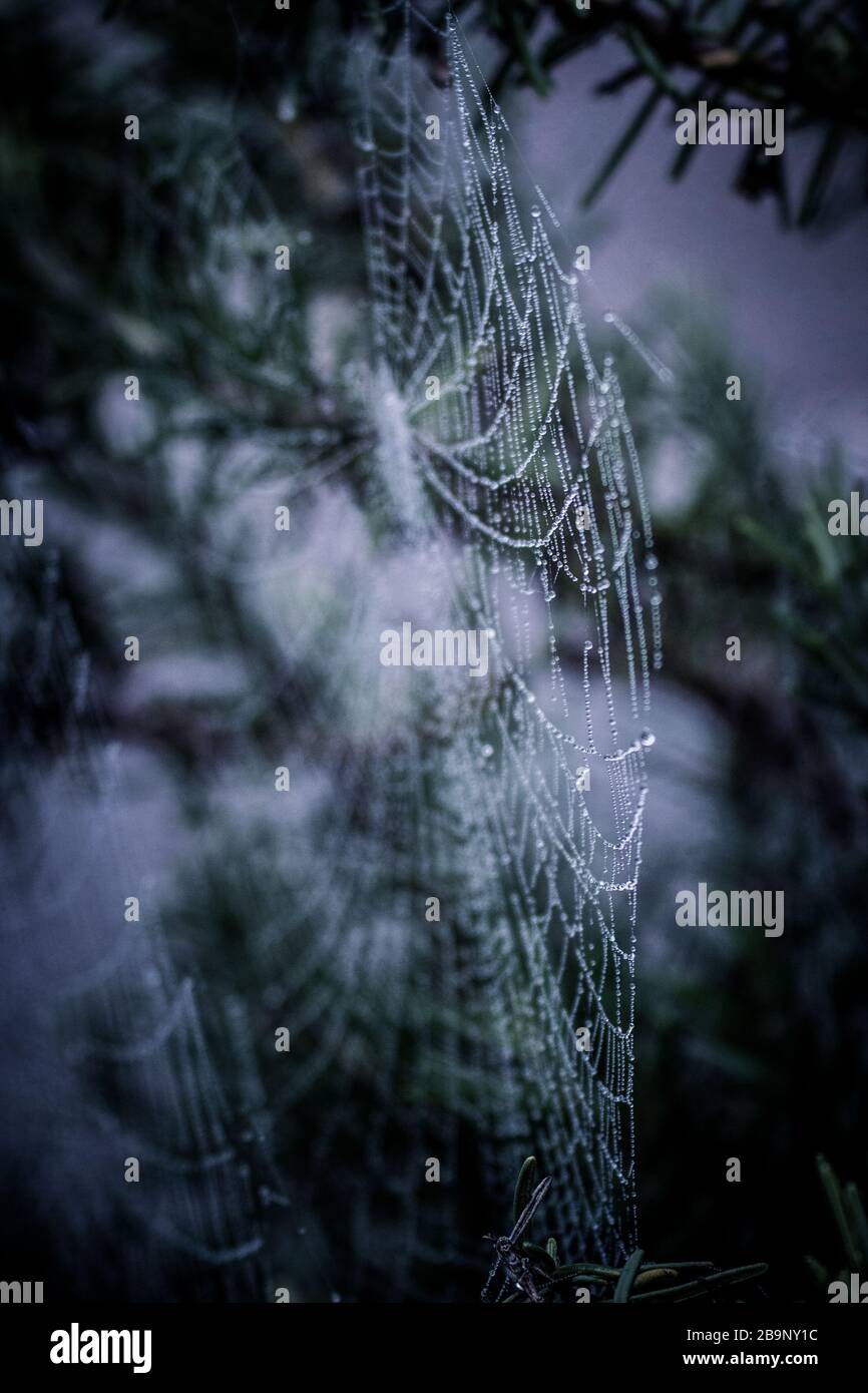 Toile d'araignée sur les buissons de romarin dans la lumière du matin avec  des gouttelettes de rosée étincelantes au soleil Photo Stock - Alamy