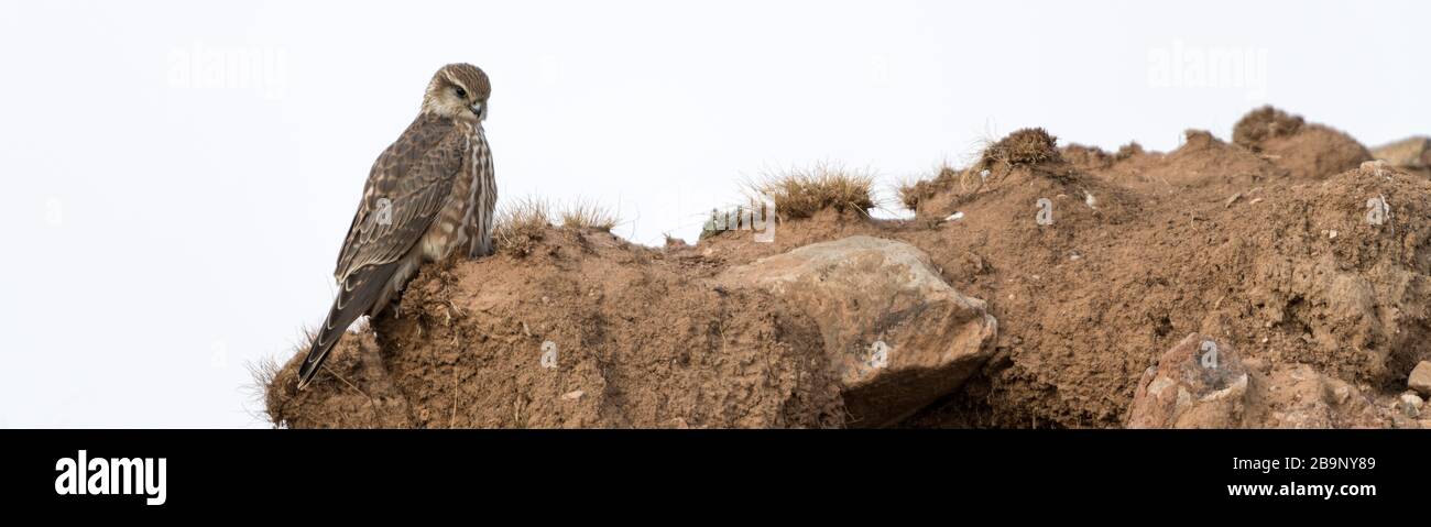 La femelle merlin (Falco columbarius), le merlin (Falco columbarius) est une petite espèce de faucon de l'hémisphère Nord, avec de nombreuses sous-espèces Banque D'Images