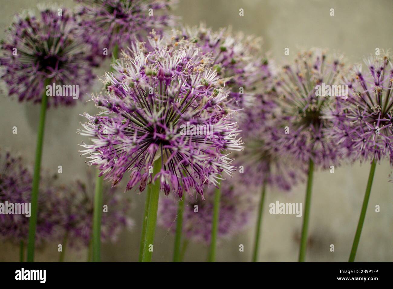 Gros plan sur un groupe d'Allium rosenbachianum pourpre qui grandit dans la Maison alpine de Kew Gardens. Coules sphériques de petites fleurs violettes. Banque D'Images